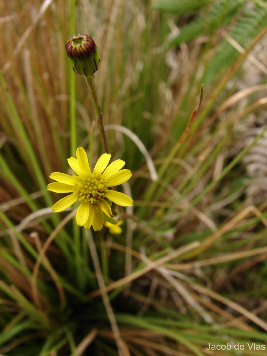 Senecio zeylanicus DC.